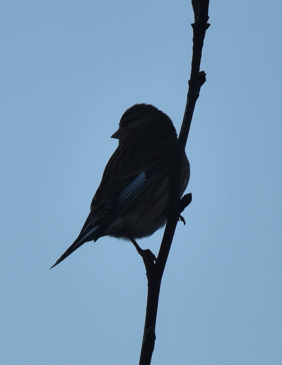 Eurasian Linnet - ML521279351