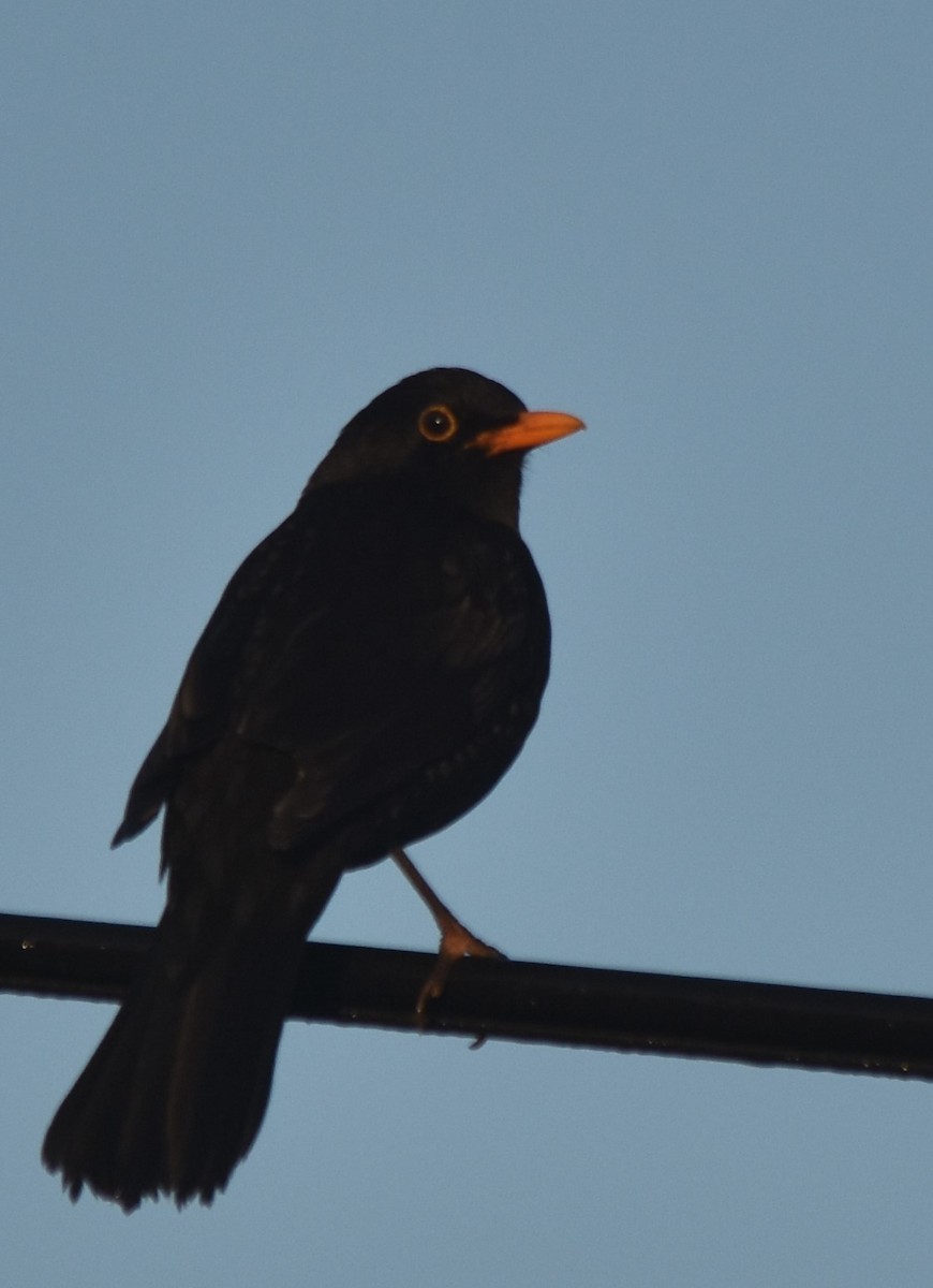 Eurasian Blackbird - ML521279361