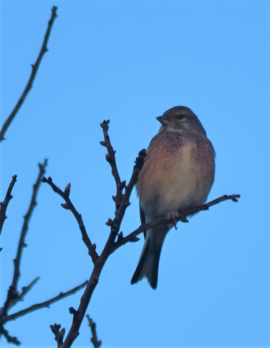 Eurasian Linnet - ML521279401