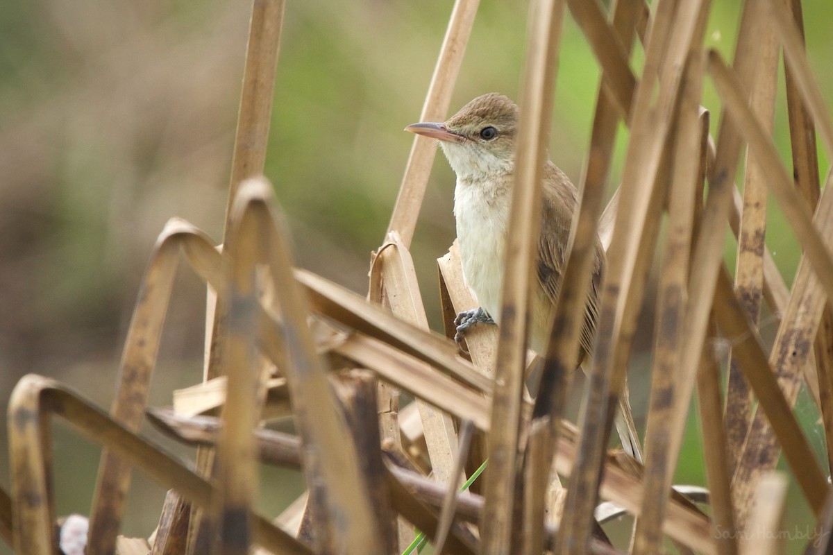 Oriental Reed Warbler - ML521279471