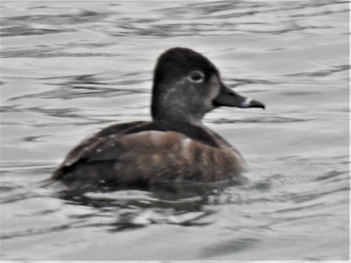 Ring-necked Duck - Annelia Williams