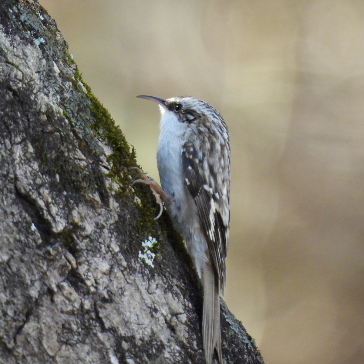 Brown Creeper - ML521281811