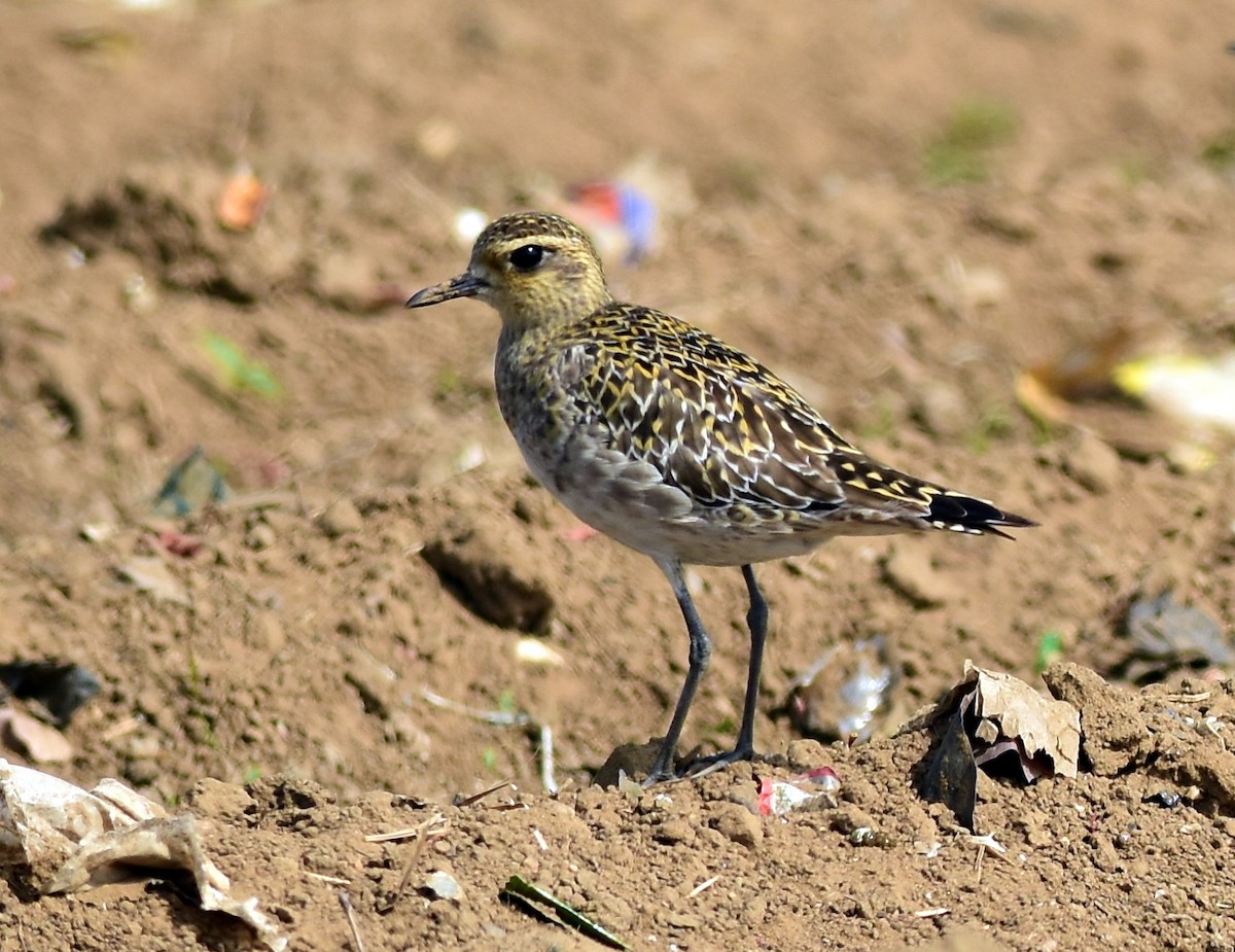 Pacific Golden-Plover - Ajoy Kumar Dawn