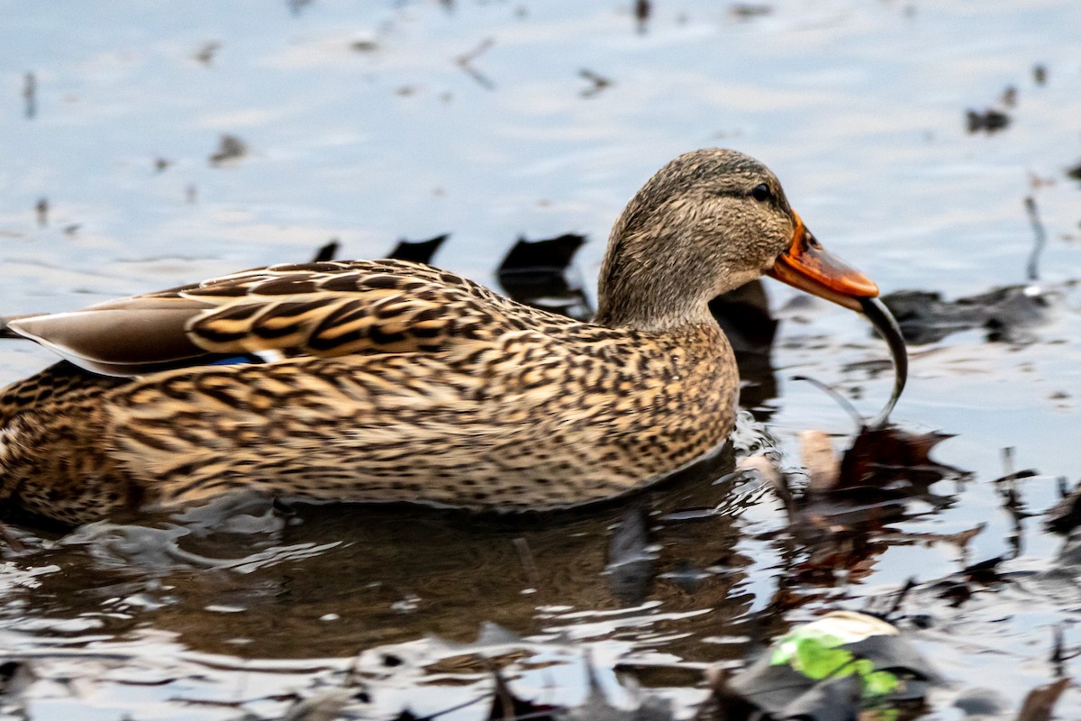 Mallard - ML521282071