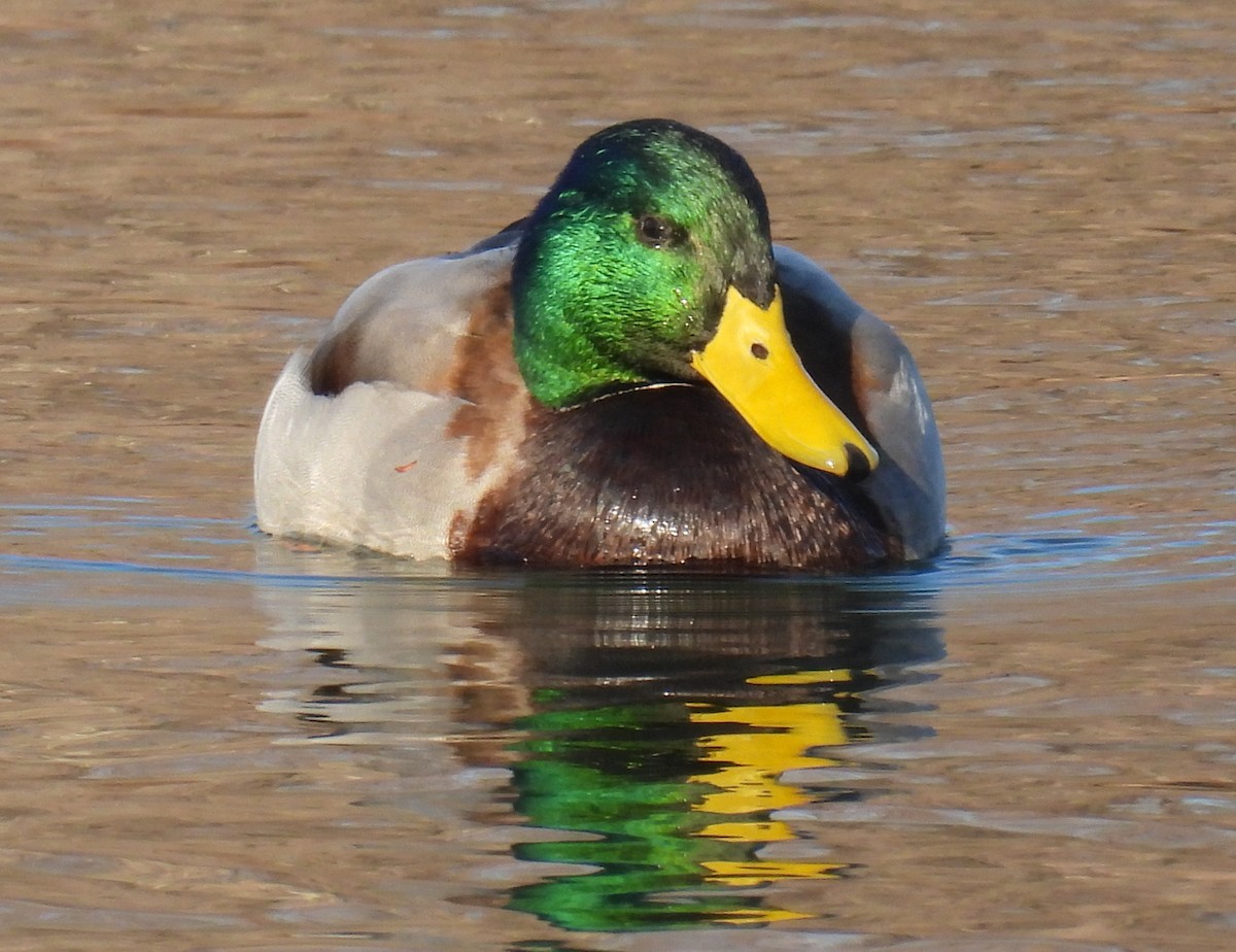 Mallard - ML521282661
