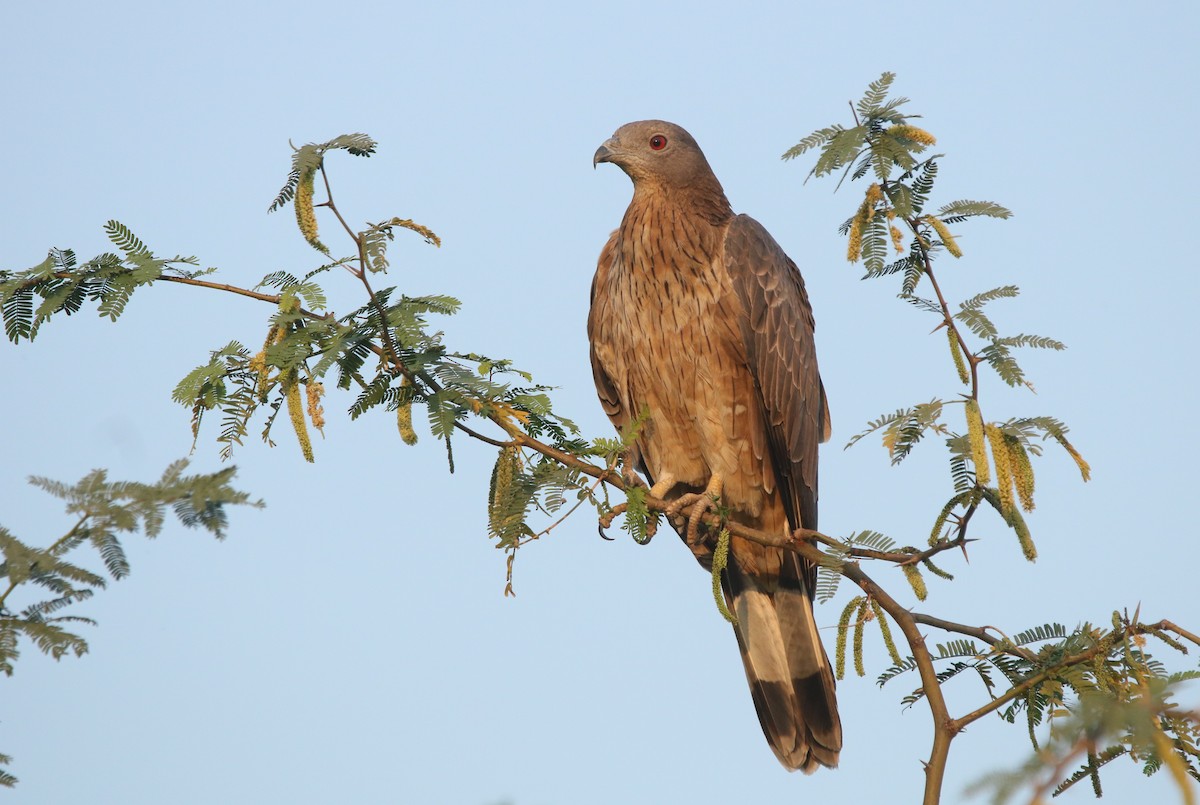 Oriental Honey-buzzard - Vyom Vyas