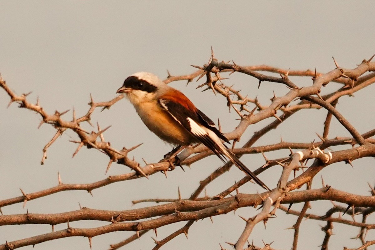 Long-tailed Shrike - ML521284301