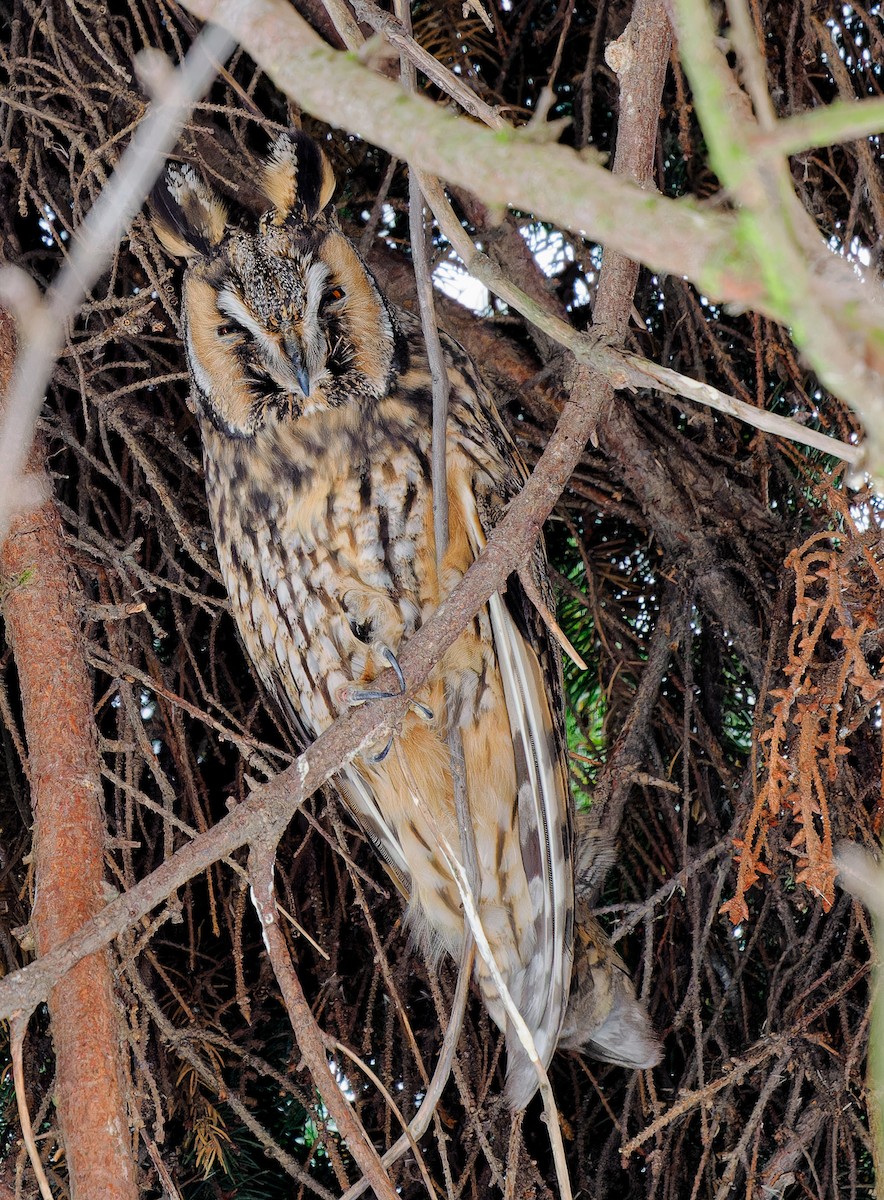 Long-eared Owl - ML521285601