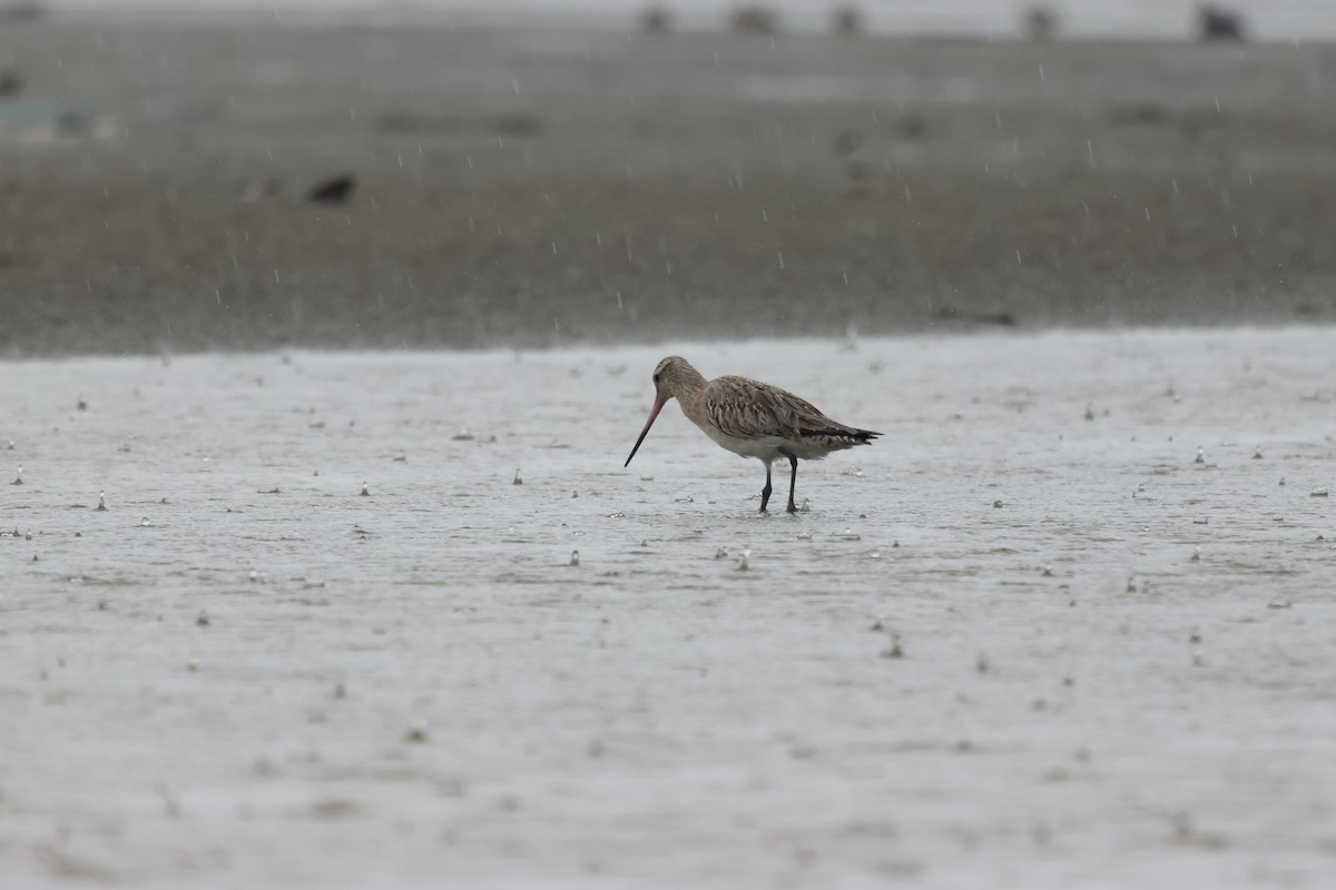 Bar-tailed Godwit - ML521285621