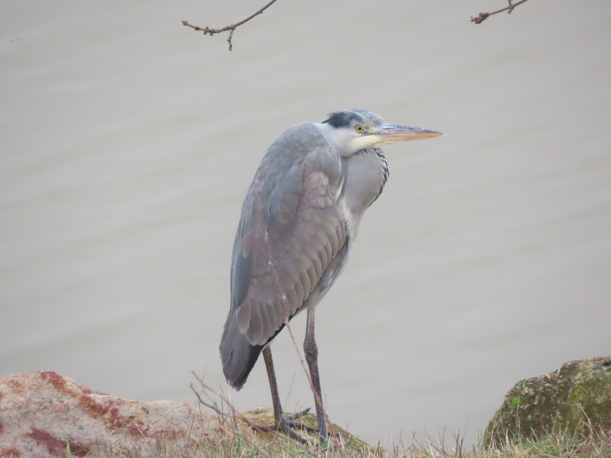 Gray Heron - Miguel Diez Vaquero