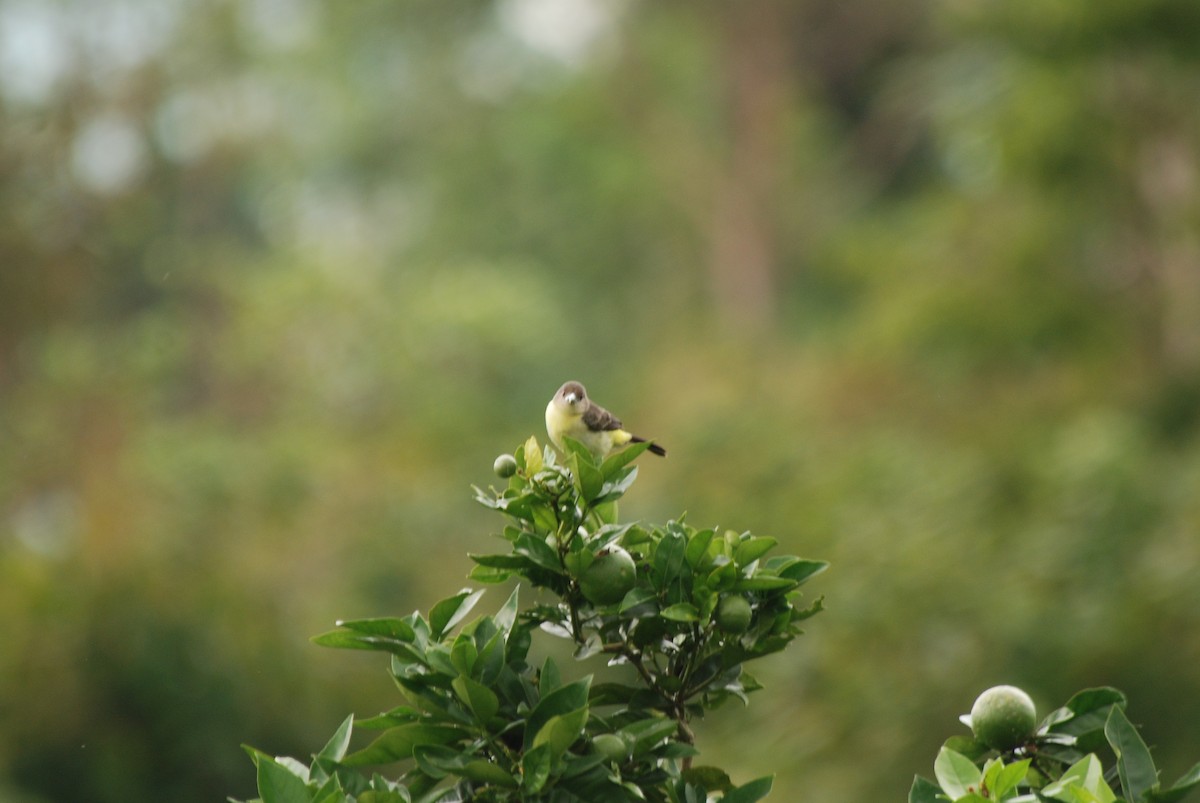 Flame-rumped Tanager (Lemon-rumped) - ML52128751