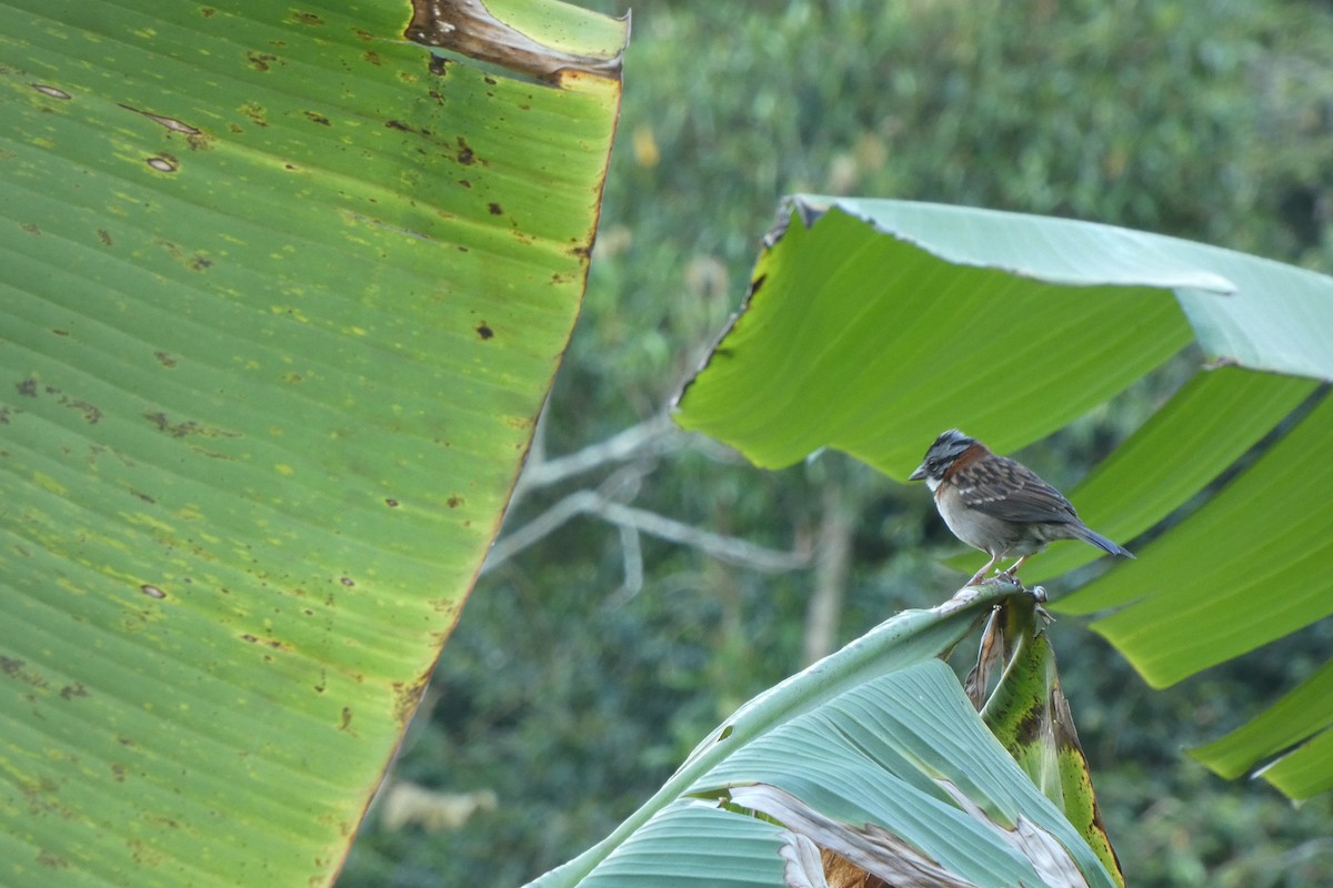 Rufous-collared Sparrow - ML521287981