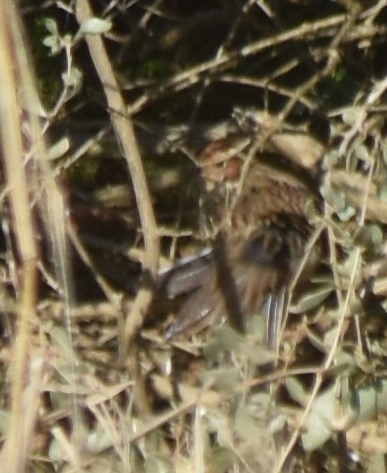 Little Bunting - ML521288051