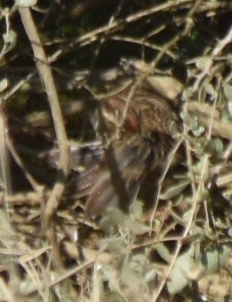 Little Bunting - Luís Santos