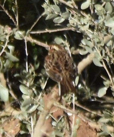 Little Bunting - ML521288091