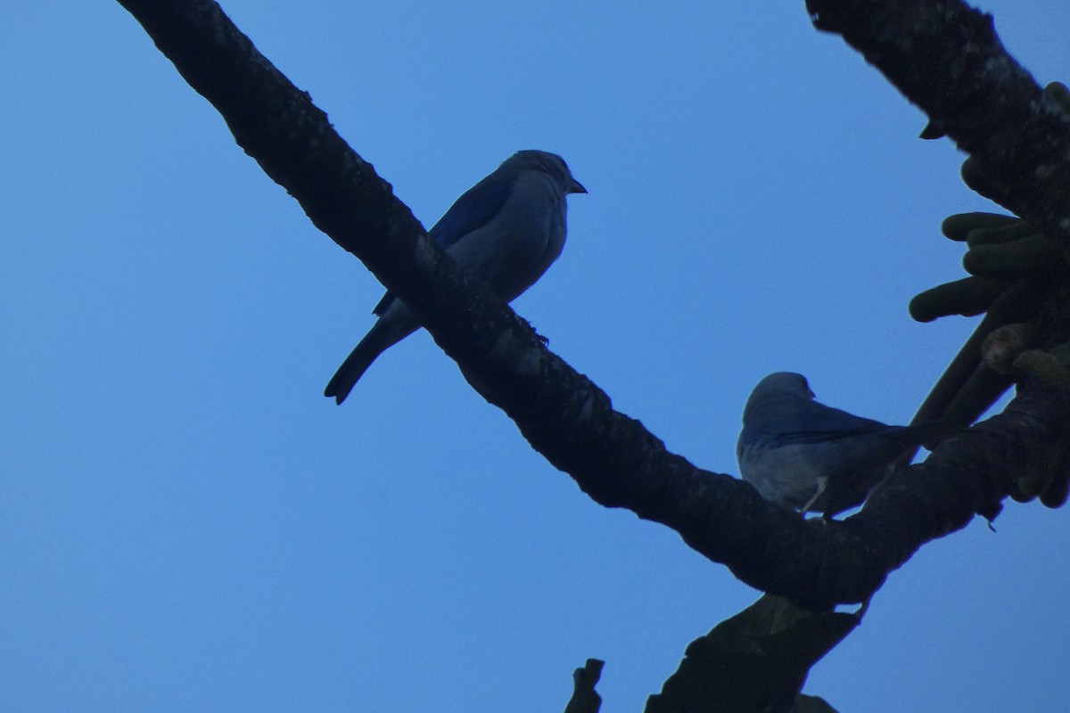 Blue-gray Tanager - ML521288321