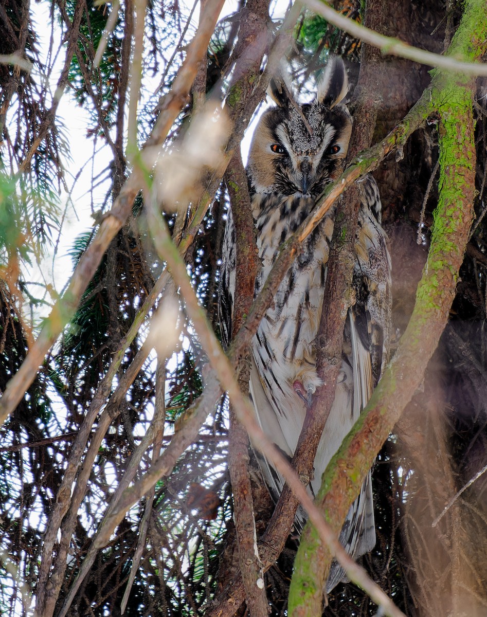 Long-eared Owl - ML521288681