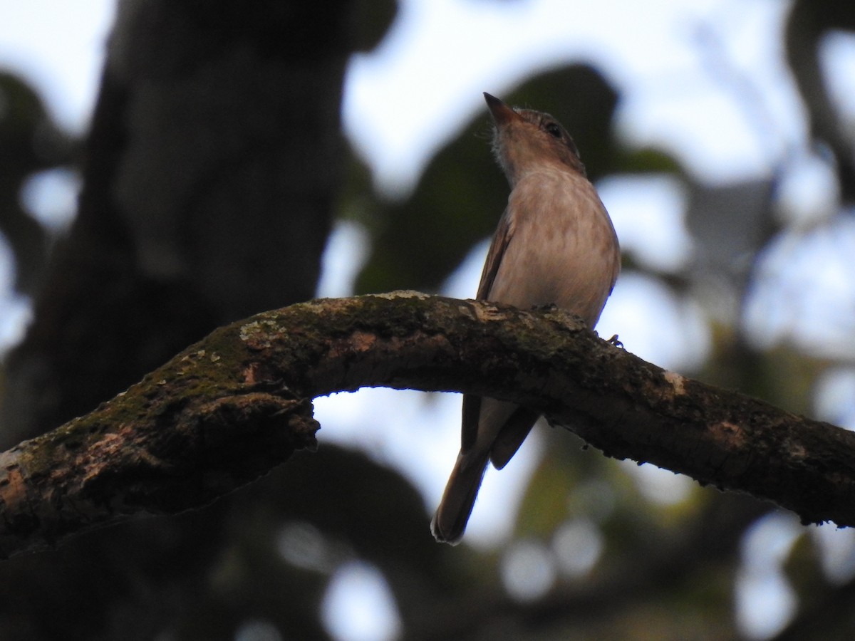 Asian Brown Flycatcher - ML521289631