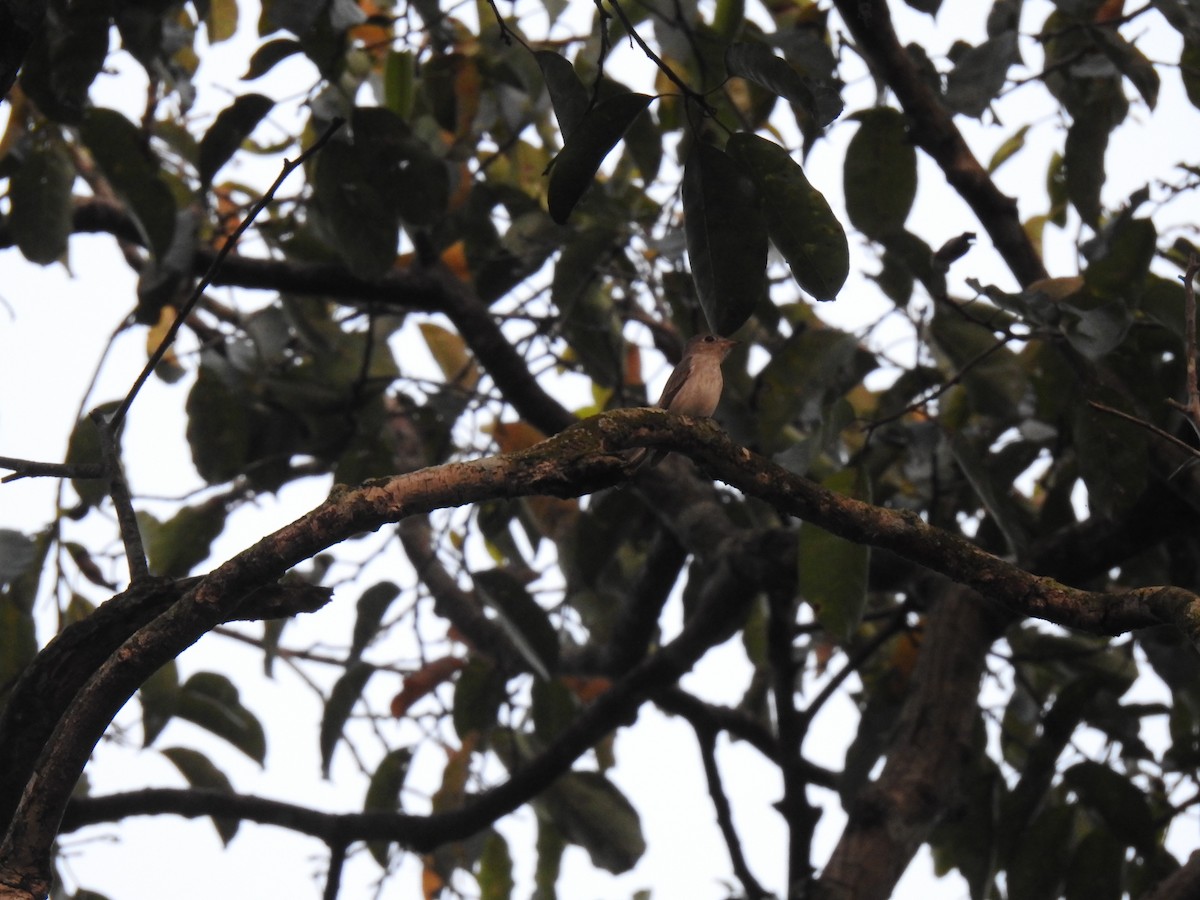 Asian Brown Flycatcher - ML521289651