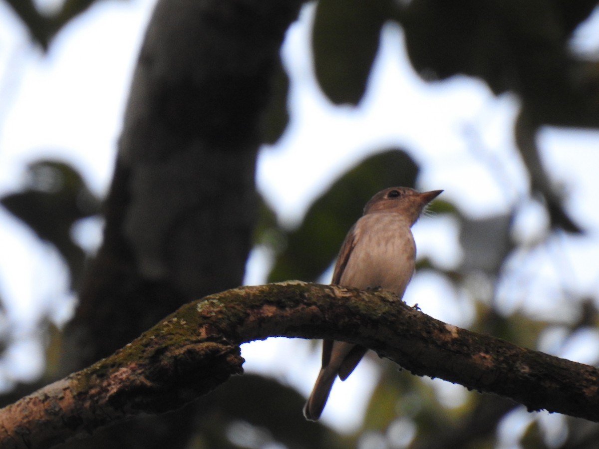 Asian Brown Flycatcher - ML521289661