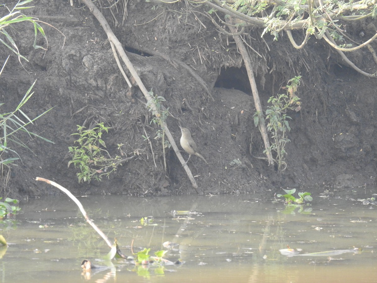 Clamorous Reed Warbler - ML521290581