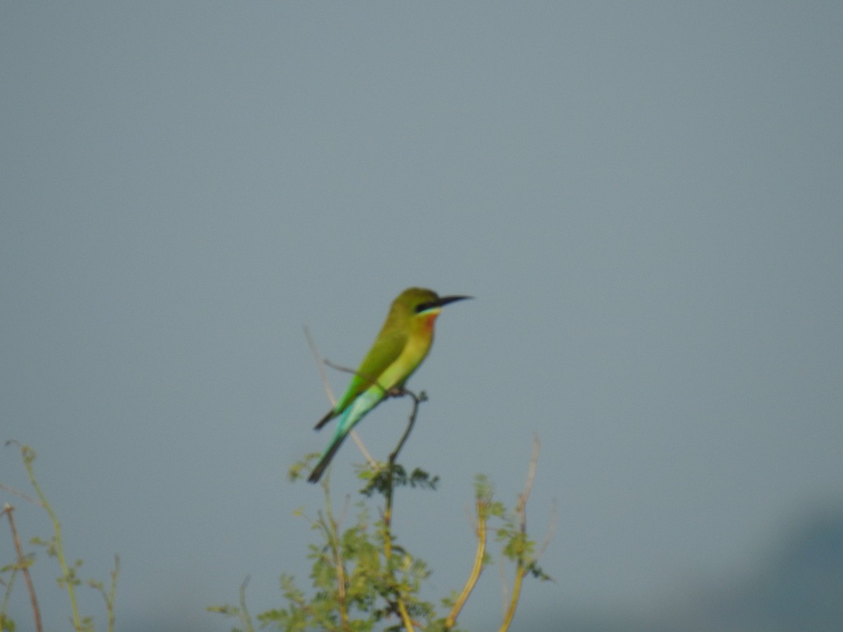 Blue-tailed Bee-eater - ML521290771