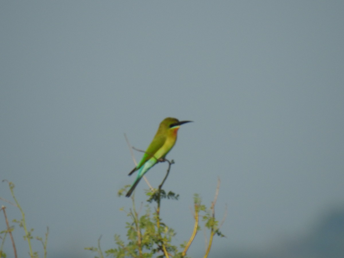 Abejaruco Coliazul - ML521290771