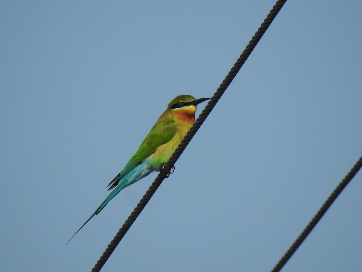 Blue-tailed Bee-eater - ML521290781