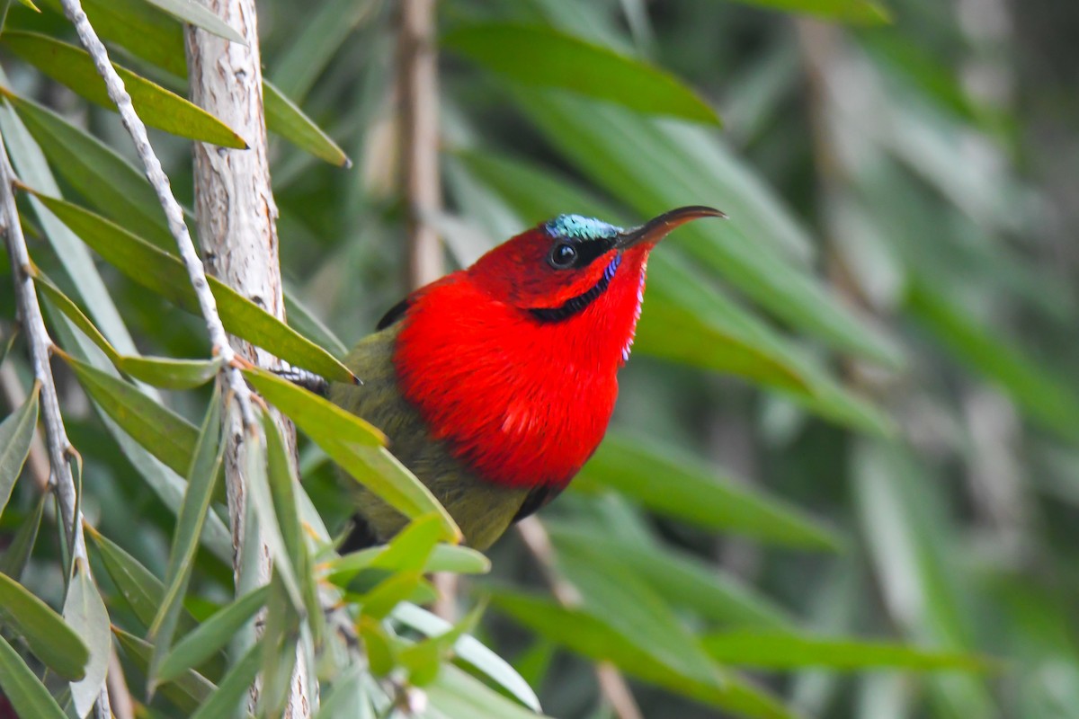 Crimson Sunbird - ML521290821