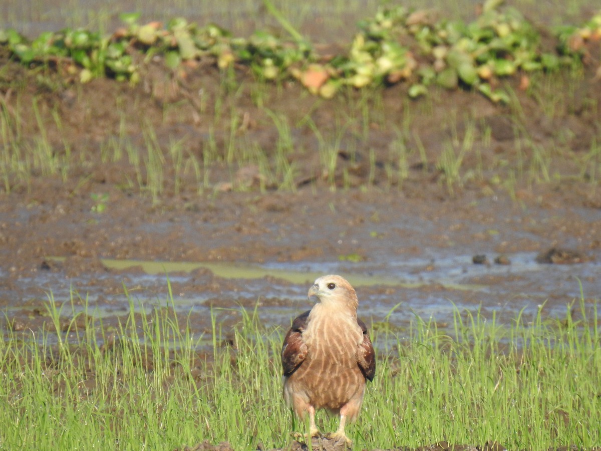 Brahminy Kite - ML521290831