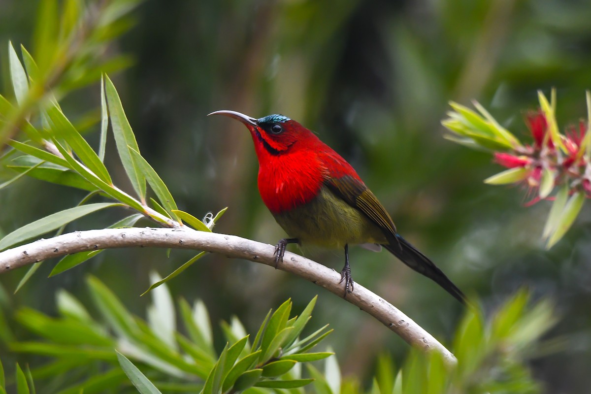 Crimson Sunbird - ML521290841