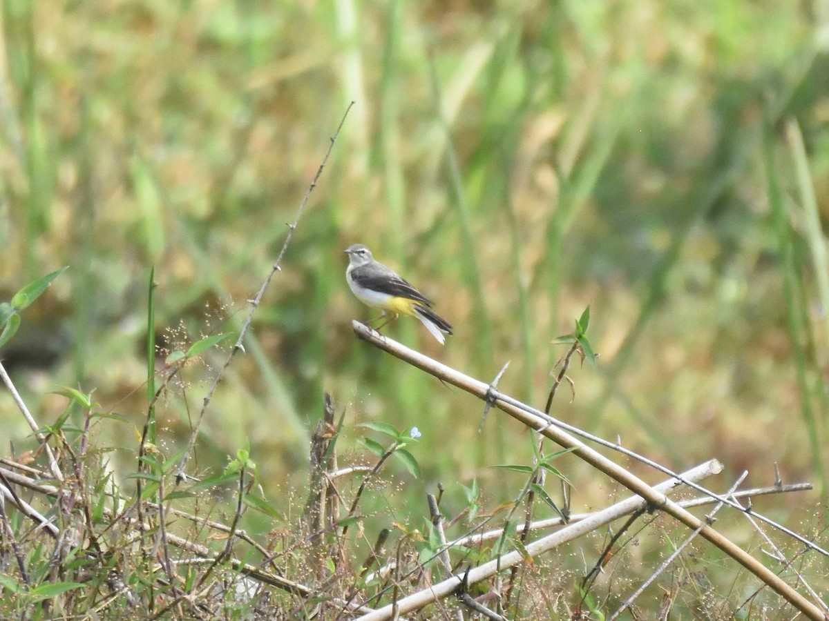 Gray Wagtail - ML521291231