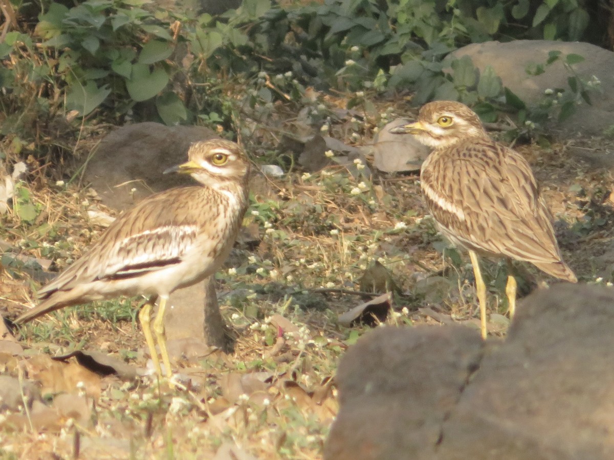 Indian Thick-knee - ML521291441