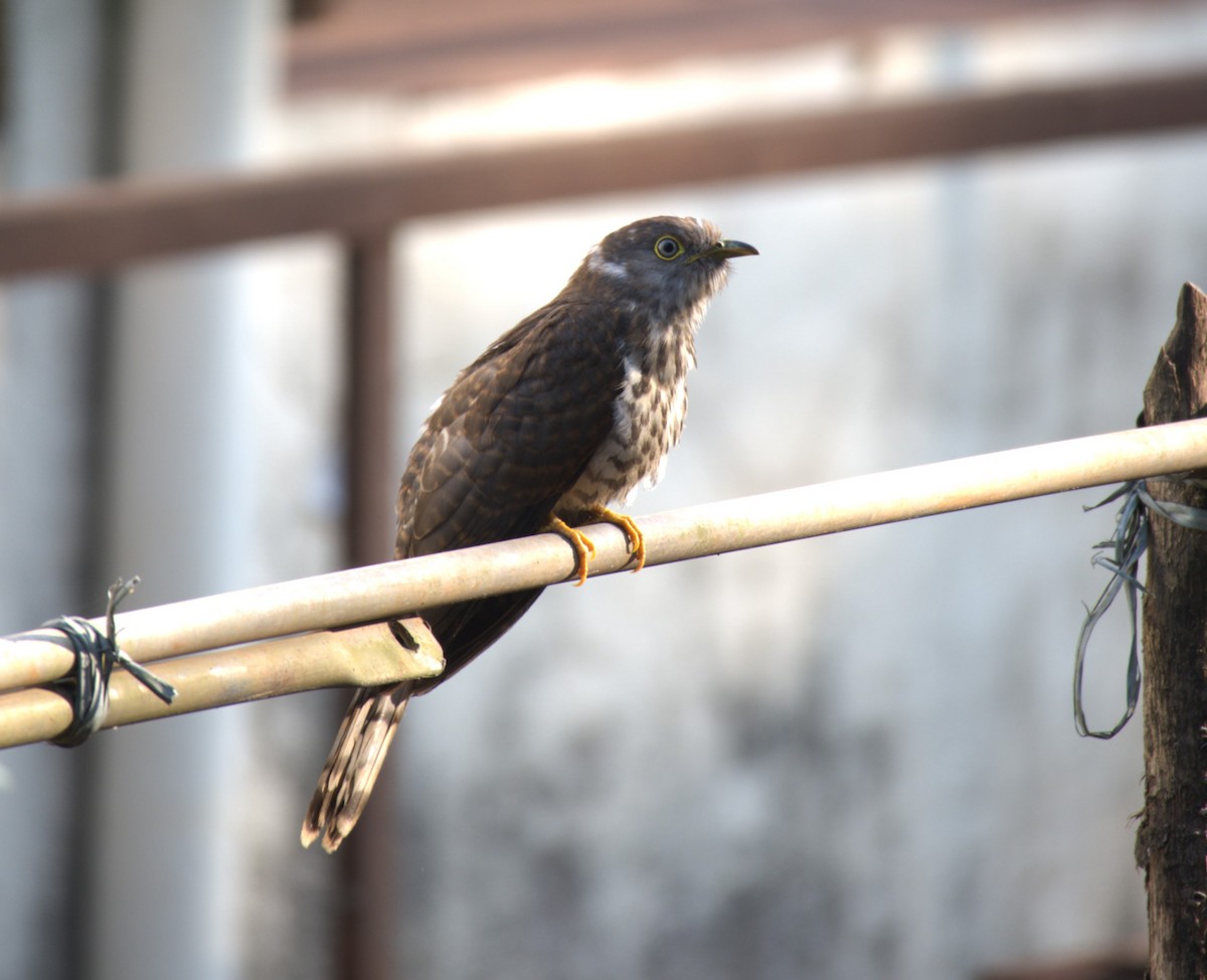 Common Hawk-Cuckoo - Vaishnav Auti