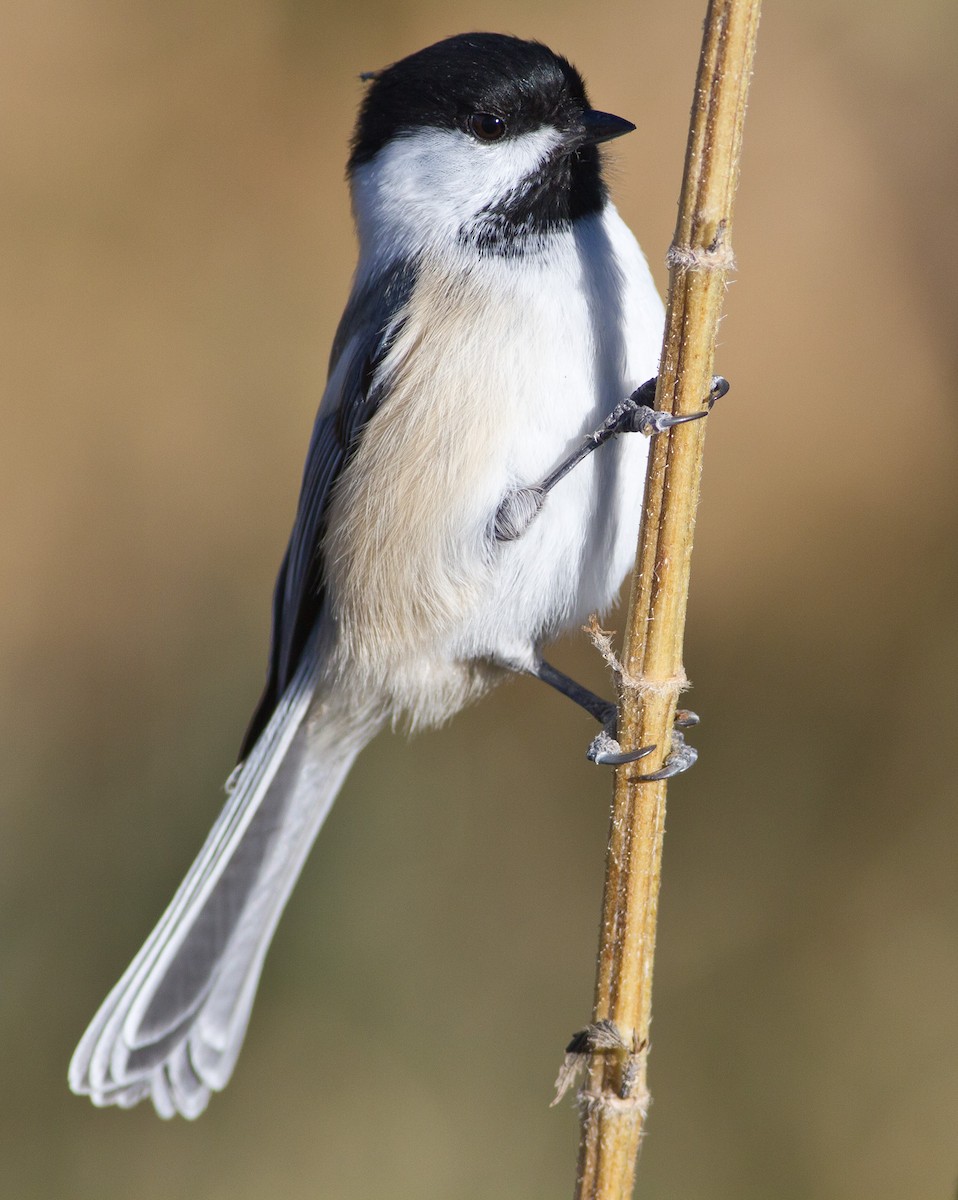 Black-capped Chickadee - ML52129211