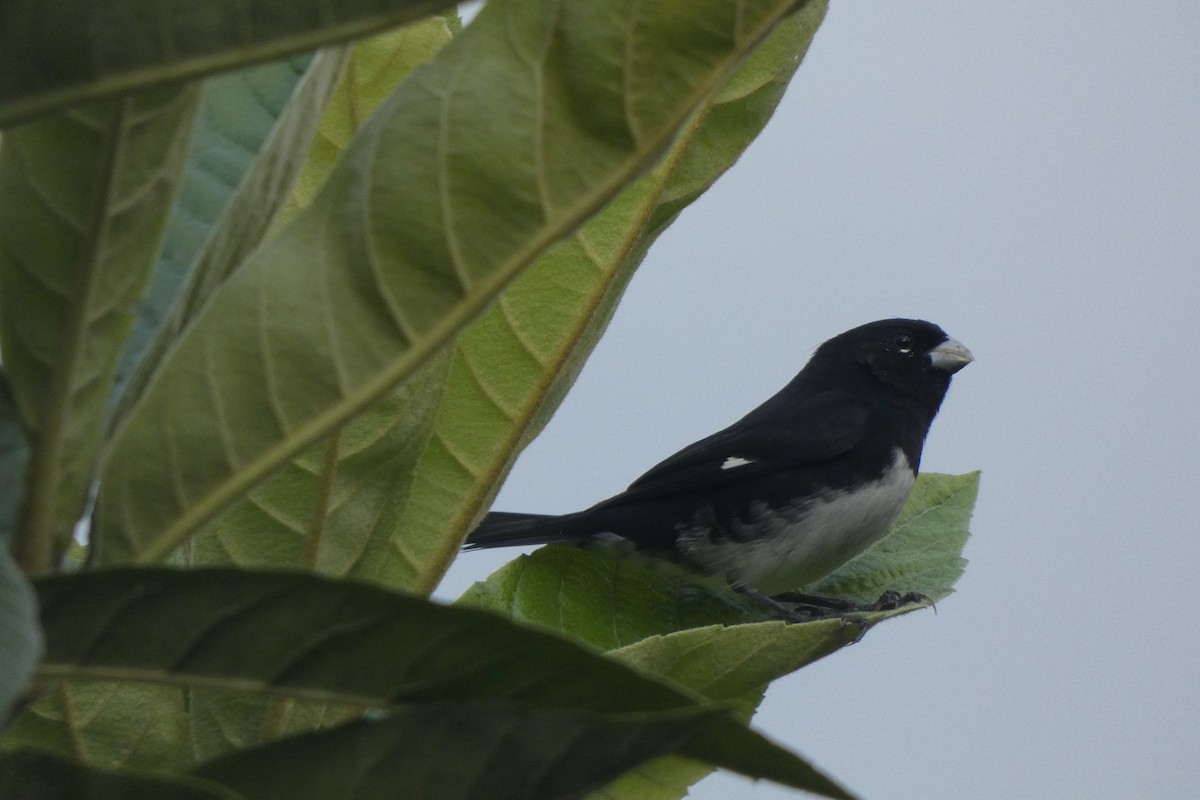 White-lined Tanager - ML521292361