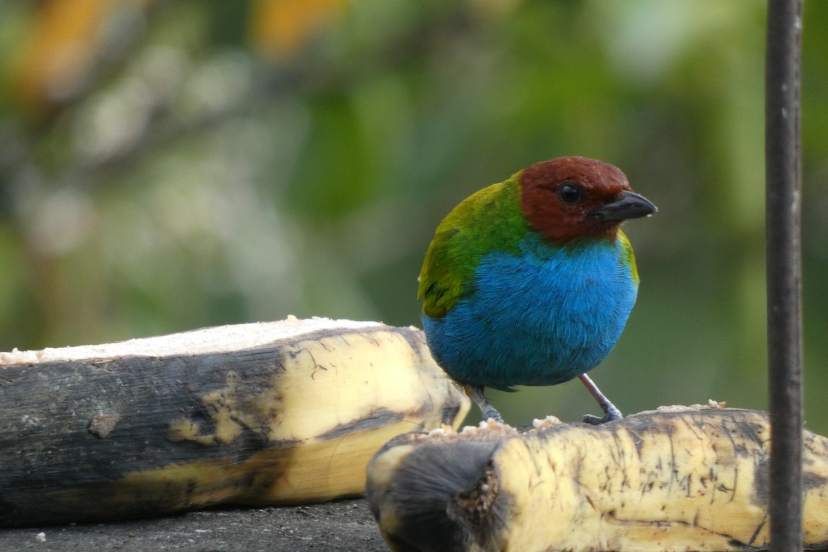 Bay-headed Tanager - ML521292961