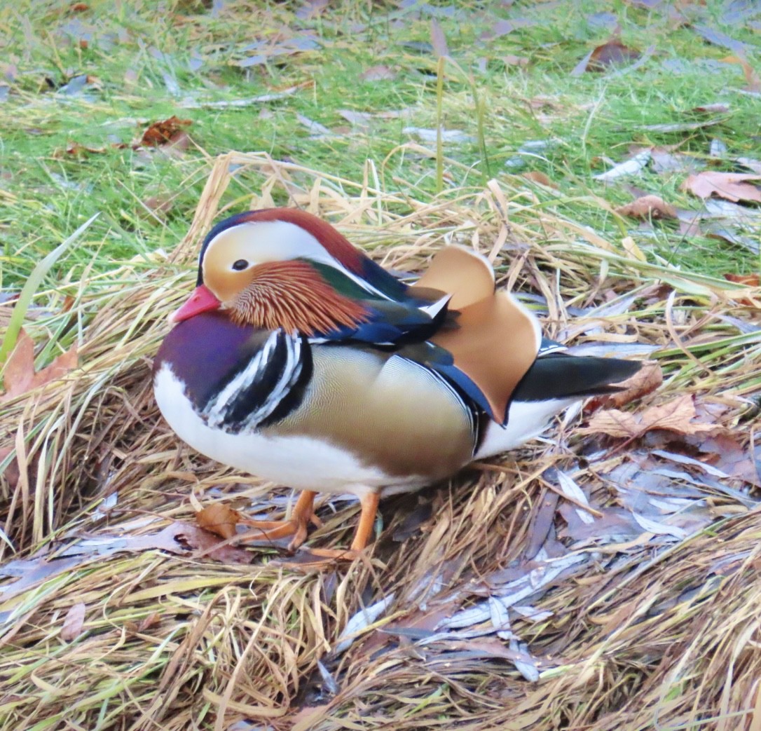 Mandarin Duck - ML521293091