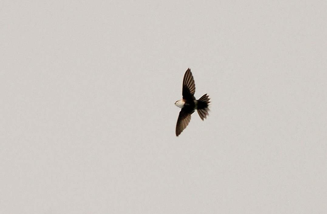 White-tipped Swift - ML52129321