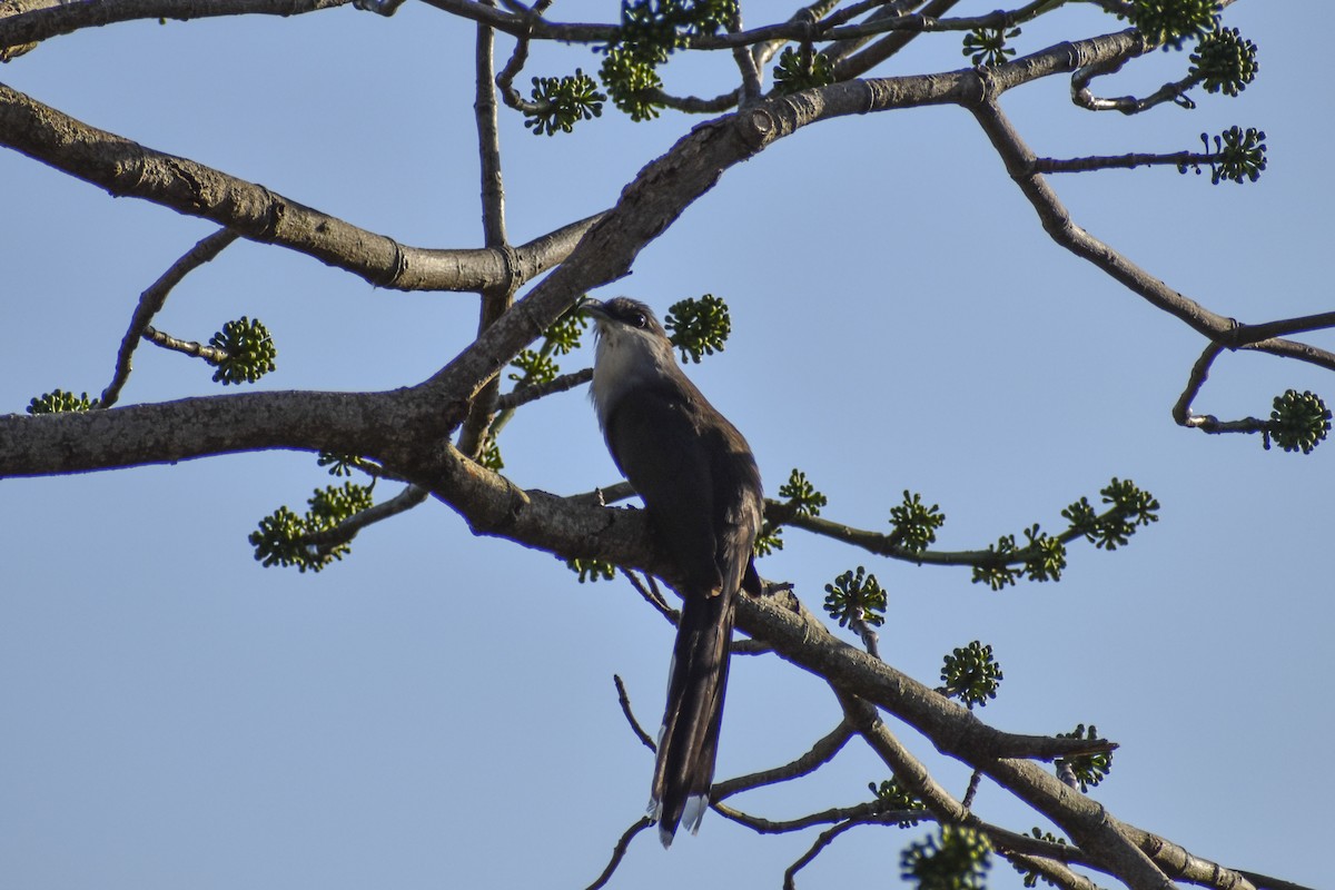 Chestnut-bellied Cuckoo - ML521293531