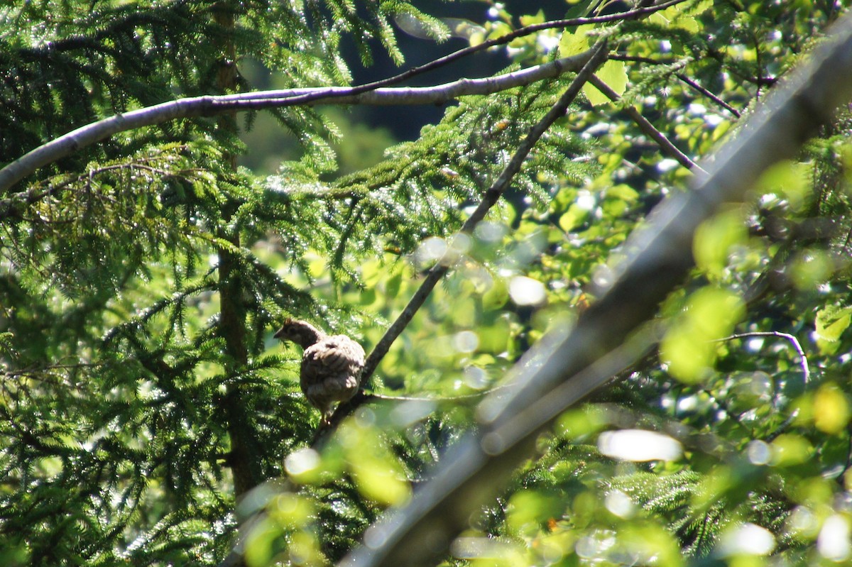 Hazel Grouse - ML521293651