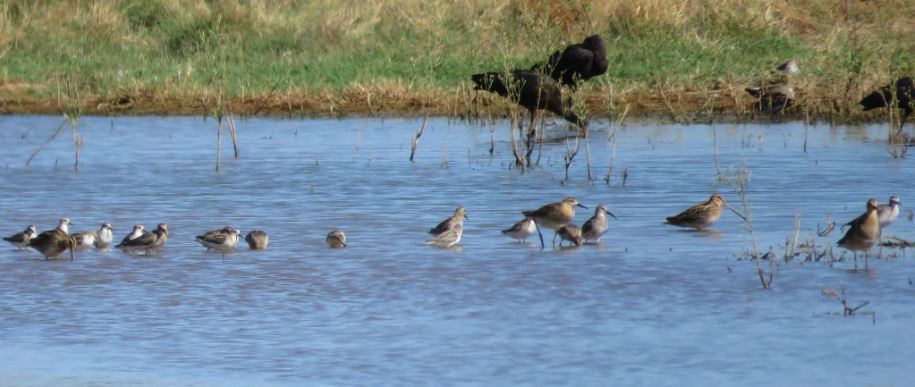 Wood Sandpiper - Tiago Guerreiro