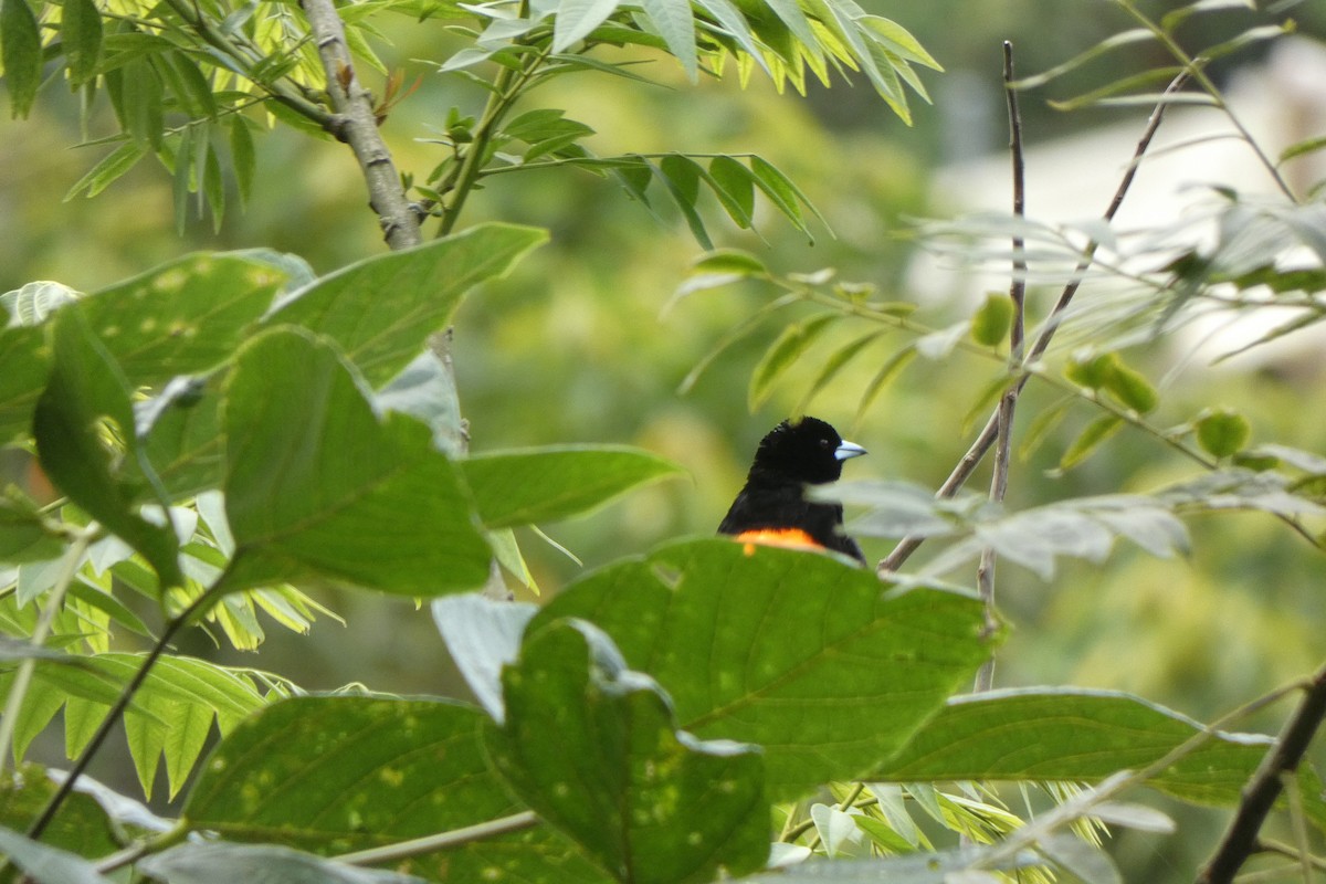 Flame-rumped Tanager - ML521293771