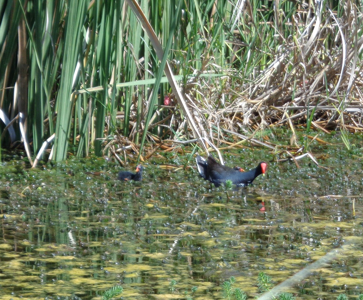 Gallinule d'Amérique - ML521295141