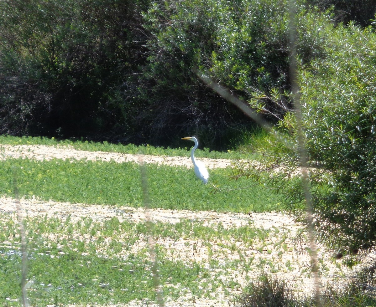 Great Egret - Micaela Hierro