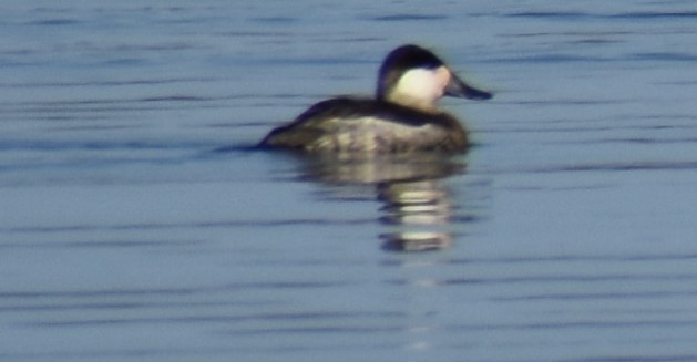 Ruddy Duck - ML521295551