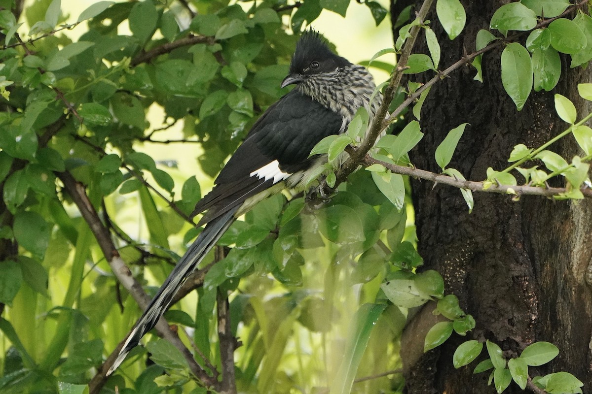 Levaillant's Cuckoo - ML521298041