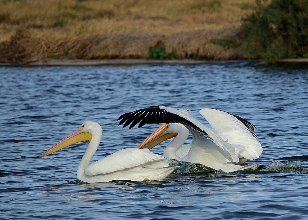 American White Pelican - ML521298231