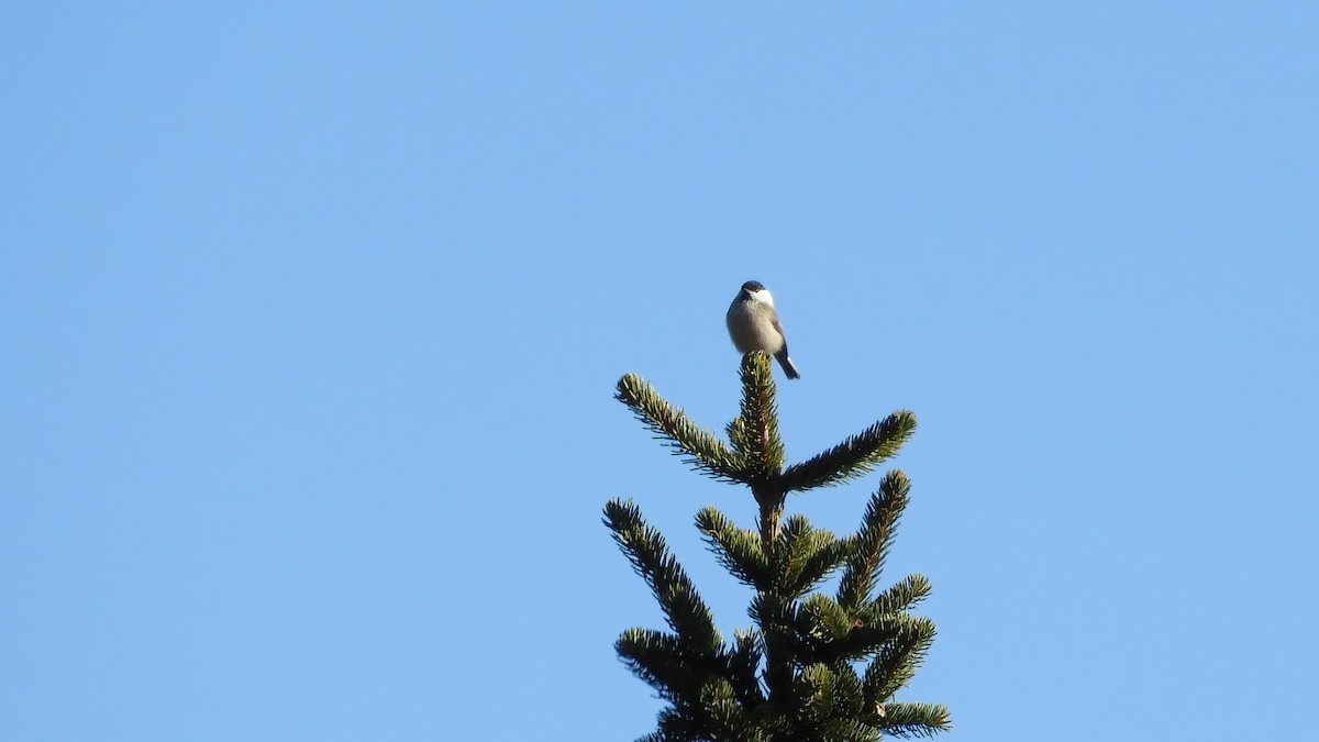 Willow Tit - ML521298701