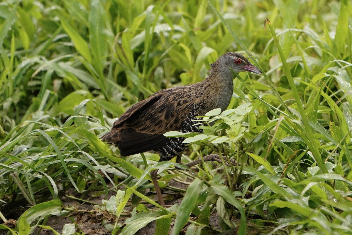 African Crake - ML521298771